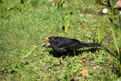 Turdus merula
