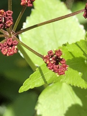 Thaspium trifoliatum trifoliatum