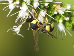 Euodynerus variegatus