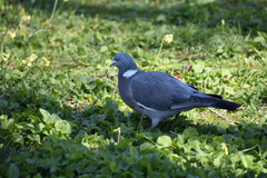 Columba palumbus