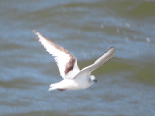 Mouette de Ross