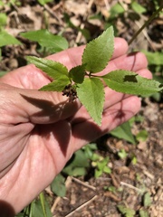 Thaspium trifoliatum trifoliatum