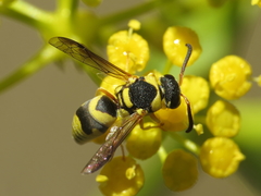 Euodynerus variegatus