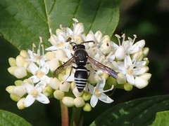 Euodynerus planitarsis