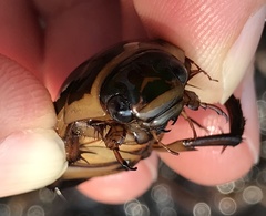Dytiscus cordieri