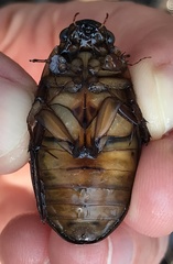 Dytiscus cordieri