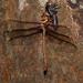 Southern Giant Darner - Photo (c) Reiner Richter, some rights reserved (CC BY-NC-SA), uploaded by Reiner Richter
