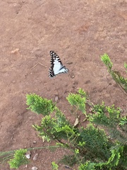 Graphium angolanus