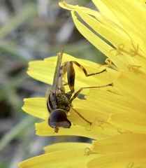Anasimyia anausis