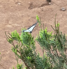 Graphium angolanus