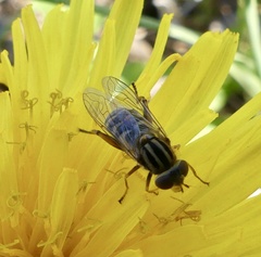 Anasimyia anausis
