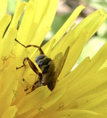 Anasimyia anausis