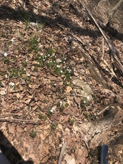 Thalictrum thalictroides