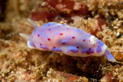 Goniobranchus thompsoni