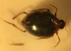 Peltodytes oppositus