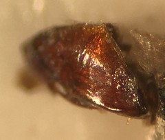 Peltodytes oppositus