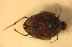 Peltodytes oppositus