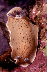 Aphelodoris varia