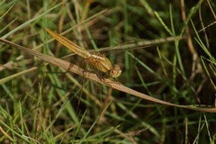 Crocothemis erythraea