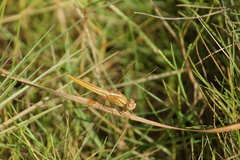 Crocothemis erythraea