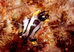 Polycera capensis