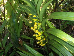 Maxillaria aurea