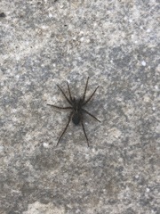 Pardosa hortensis