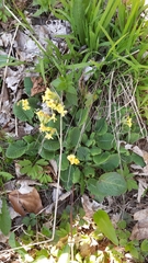 Primula elatior