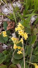 Primula elatior