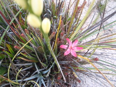 Ledothamnus sessiliflorus