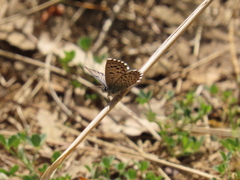 Pseudophilotes panoptes