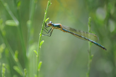 Lestes dryas