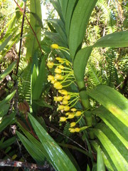 Maxillaria aurea