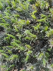 Orthotrichum diaphanum