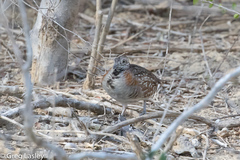 Turnix nigricollis