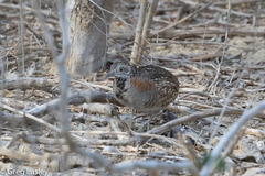 Turnix nigricollis