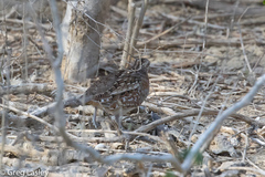 Turnix nigricollis