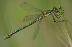 Lestes dryas