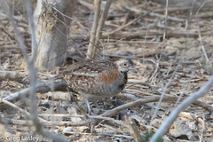 Turnix nigricollis