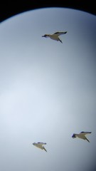 Pelecanus erythrorhynchos