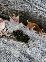 Orthotrichum diaphanum