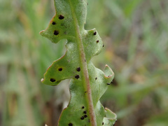 Puccinia taraxaci