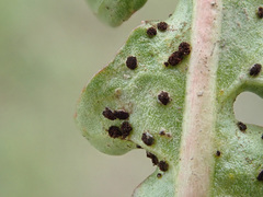 Puccinia taraxaci