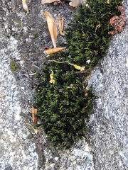 Orthotrichum diaphanum