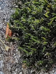 Orthotrichum diaphanum