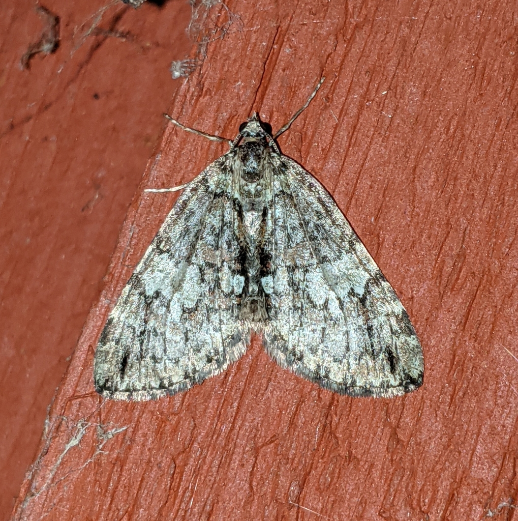Furious Carpet Moth