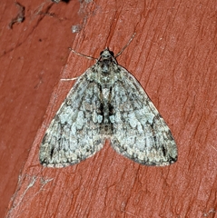 Hydriomena irata