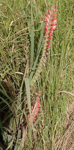 Image of Silky Gladiolus by no rights reserved