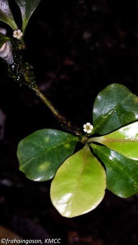 Euphorbia boivinii