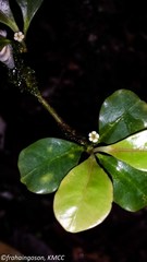 Image of Euphorbia boivinii